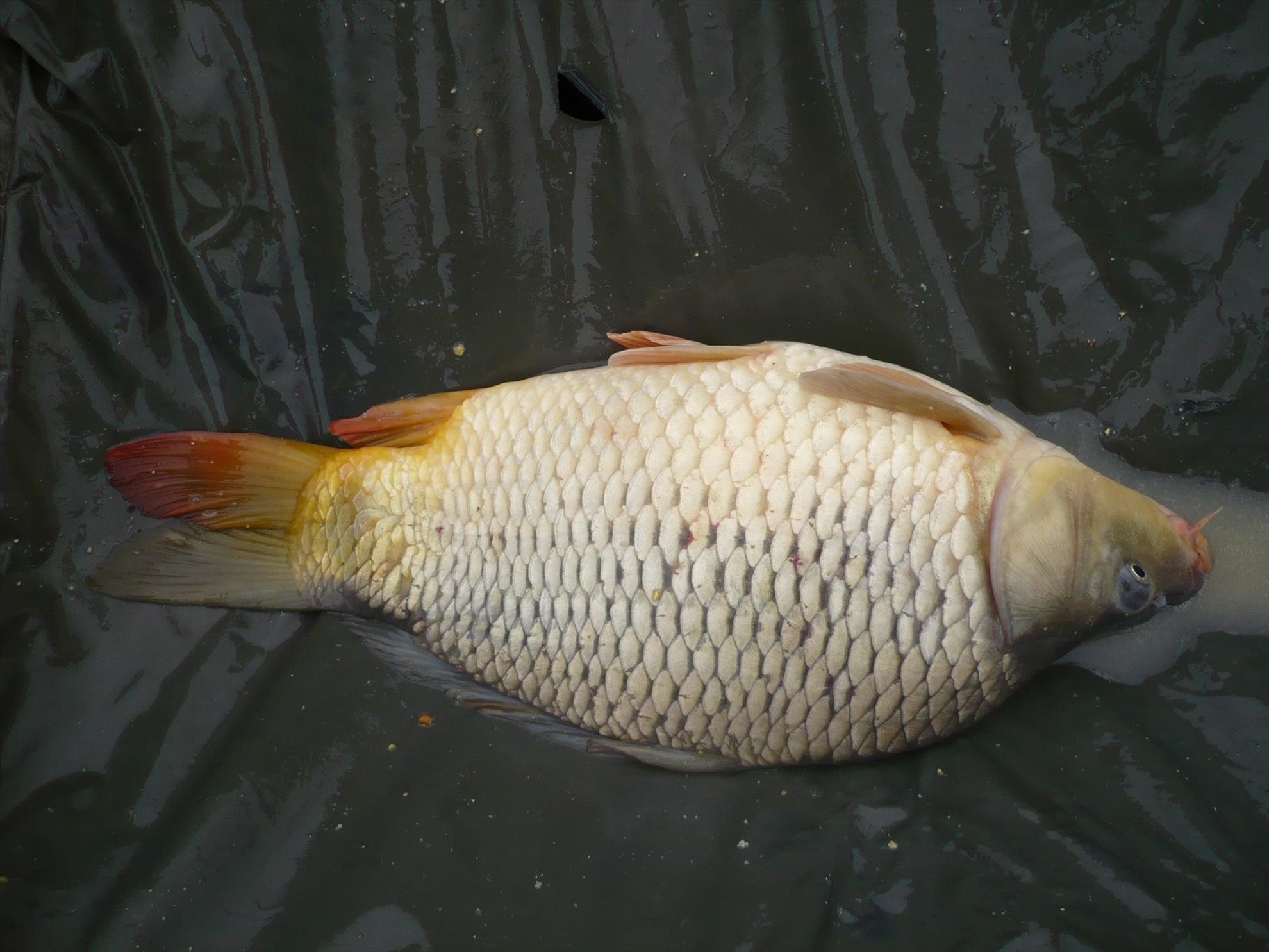 MV2 - 13.NOI.2013 - p1010930.JPG